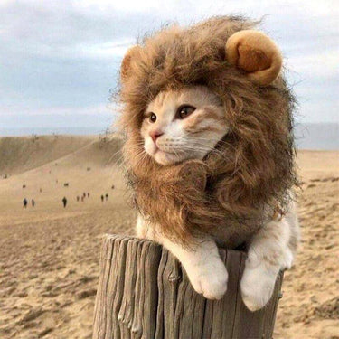 So Kawaii! Lion Mane Cat Costume Cat Apparel KittyNook S